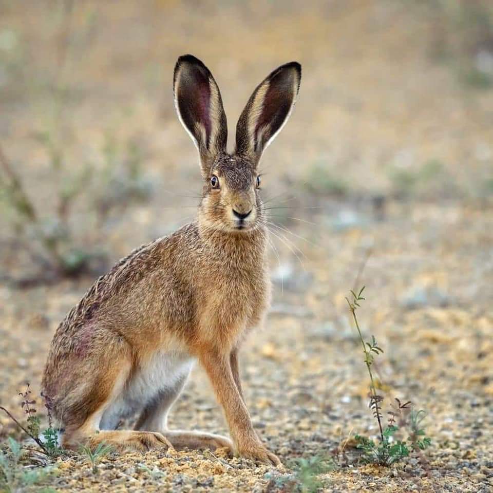 The Hare And The Oak Pendant