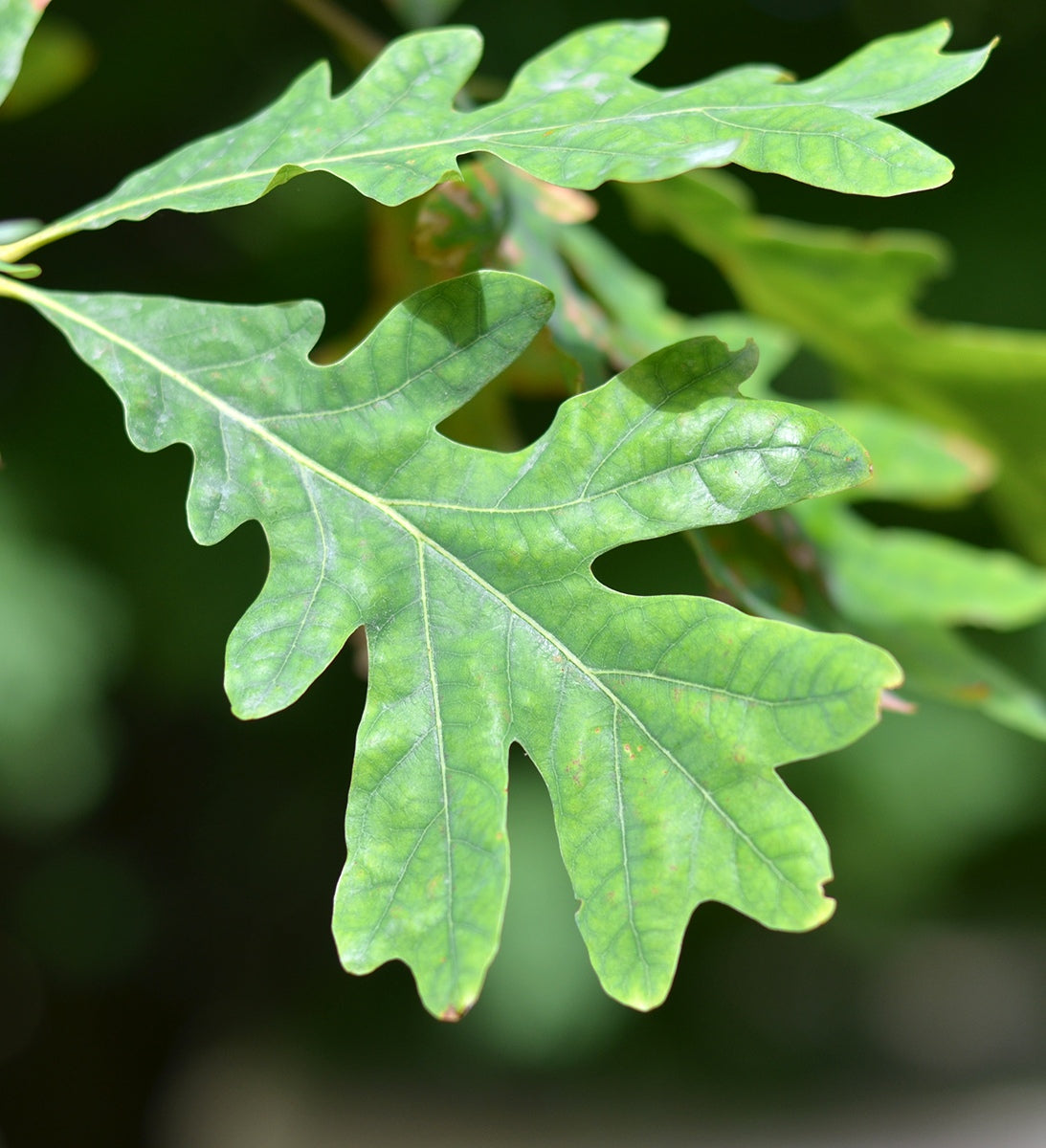 Precious Little Oak leaf Necklace